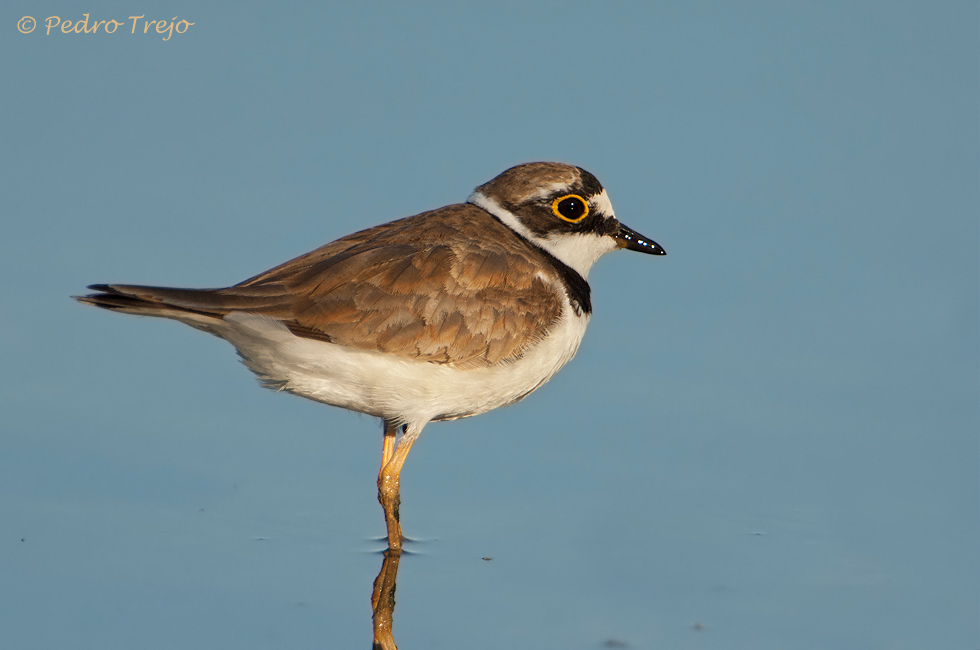 Chorlitejo chico (Charadrius dubius)